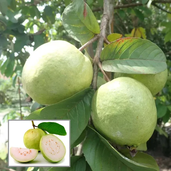 Allahabad_Safeda_Guava_Amrood_Layering_Grafted_Fruit_Plant