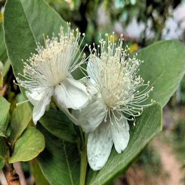 Allahabad_Safeda_Guava_Amrood_Layering_Grafted_Fruit_Plant