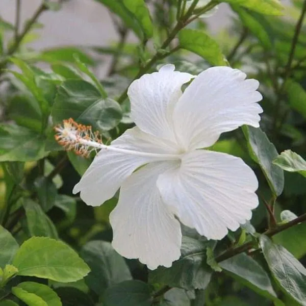 White_Colour_Hibiscus_Joba_Gudhal_Flower_Plant