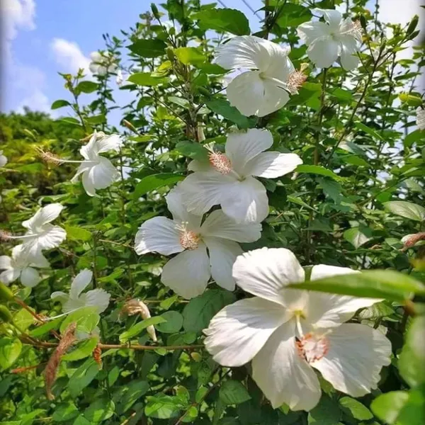 White_Colour_Hibiscus_Joba_Gudhal_Flower_Plant