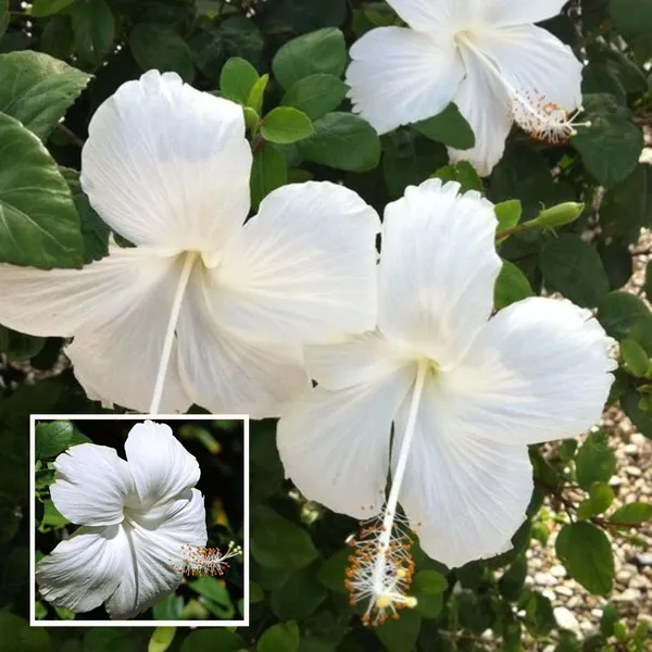 White_Colour_Hibiscus_Joba_Gudhal_Flower_Plant