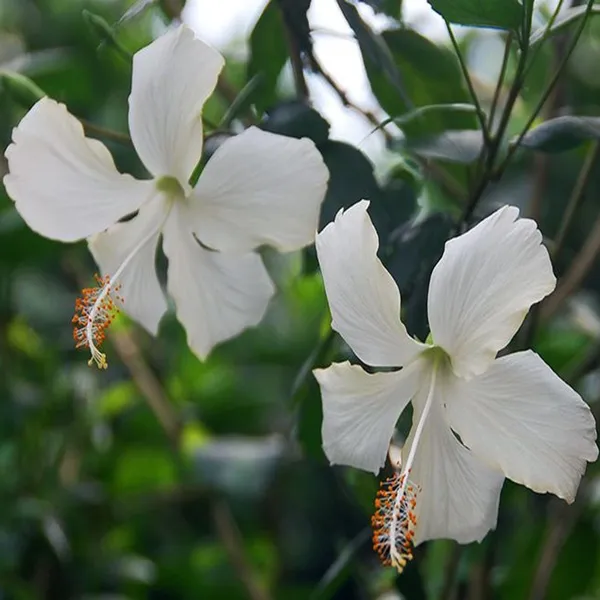 White_Colour_Hibiscus_Joba_Gudhal_Flower_Plant