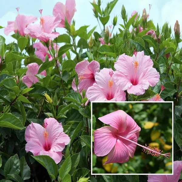 Pink_Colour_Hibiscus_Joba_Gudhal_Flower_Plant