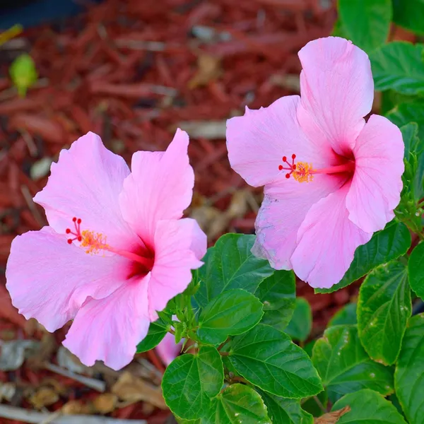 Pink_Colour_Hibiscus_Joba_Gudhal_Flower_Plant