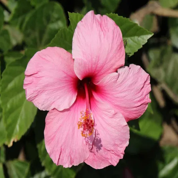 Pink_Colour_Hibiscus_Joba_Gudhal_Flower_Plant