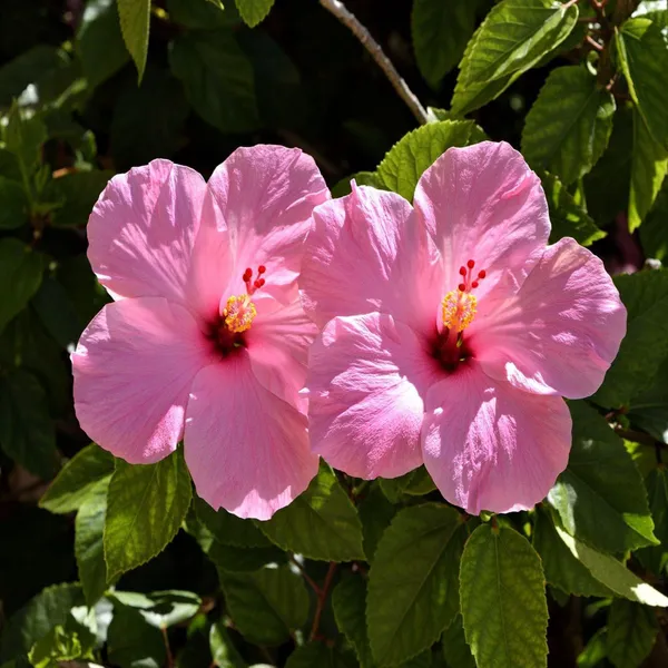 Pink_Colour_Hibiscus_Joba_Gudhal_Flower_Plant