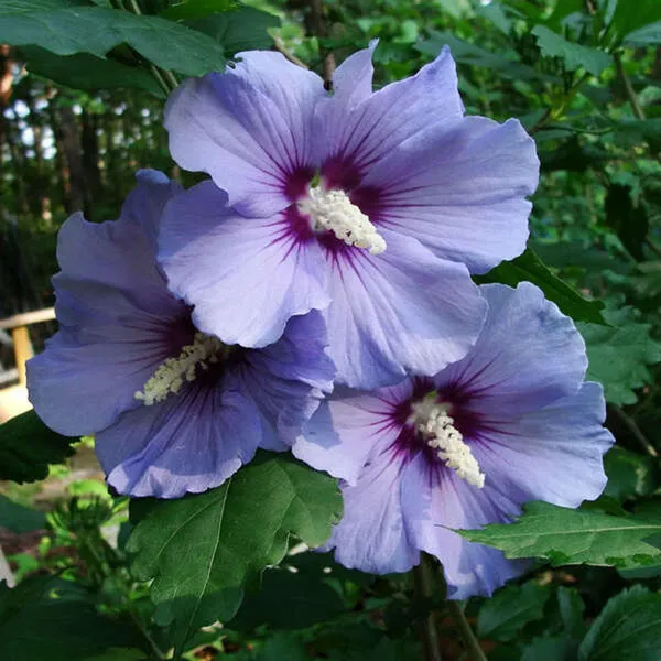 Purple_Colour_Hibiscus_Joba_Gudhal_Flower_Plant