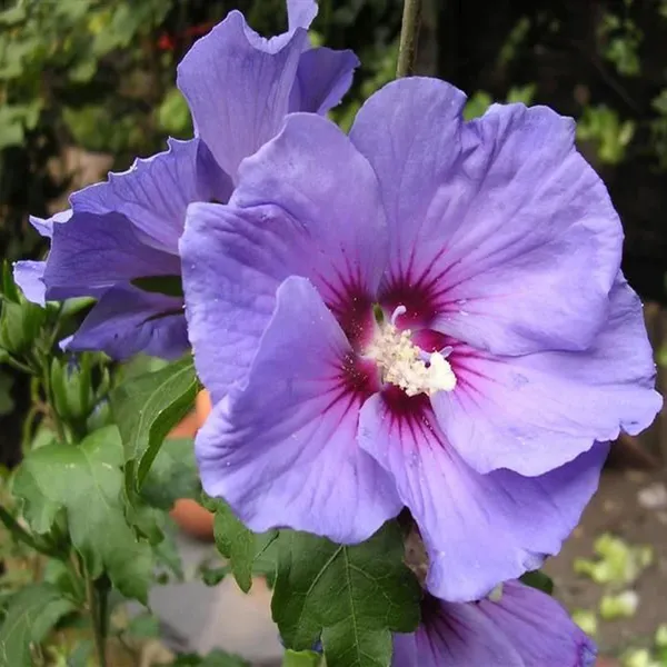 Purple_Colour_Hibiscus_Joba_Gudhal_Flower_Plant