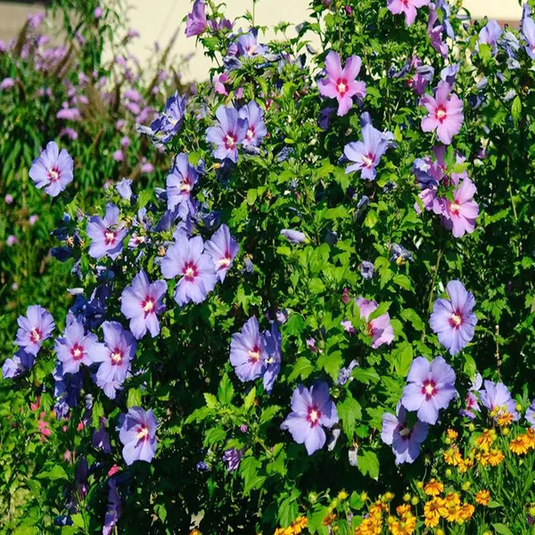 Purple_Colour_Hibiscus_Joba_Gudhal_Flower_Plant