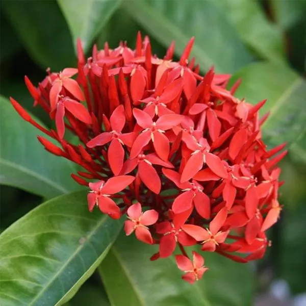 Red_Colour_Ixora_Rukmini_Rangan_Flower_Shrubs_Plant