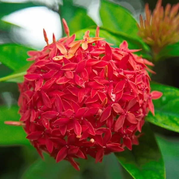 Red_Colour_Ixora_Rukmini_Rangan_Flower_Shrubs_Plant