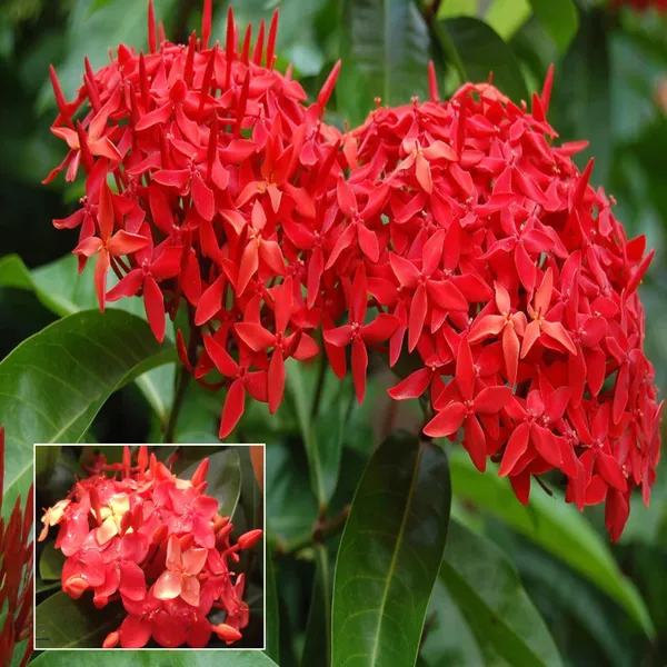 Red_Colour_Ixora_Rukmini_Rangan_Flower_Shrubs_Plant