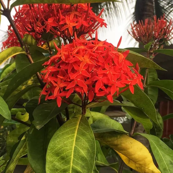 Red_Colour_Ixora_Rukmini_Rangan_Flower_Shrubs_Plant