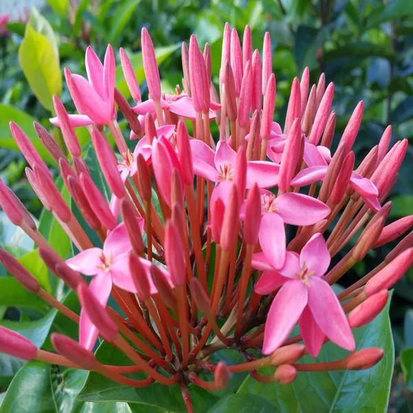 Pink_Colour_Ixora_Rukmini_Rangan_Flower_Shrubs_Plant