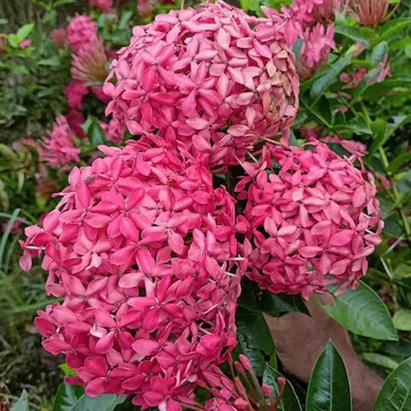 Pink_Colour_Ixora_Rukmini_Rangan_Flower_Shrubs_Plant