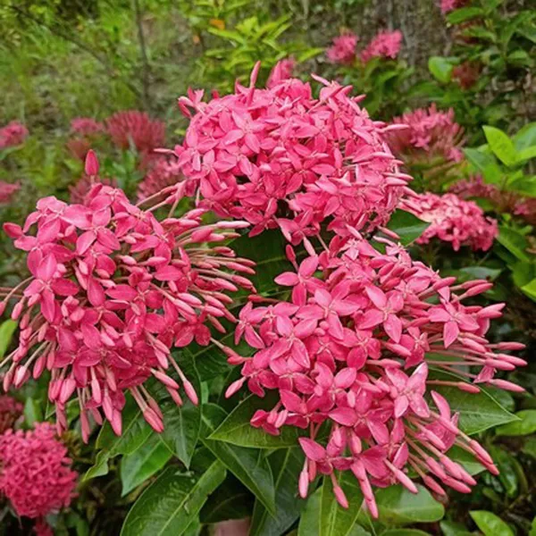 Pink_Colour_Ixora_Rukmini_Rangan_Flower_Shrubs_Plant