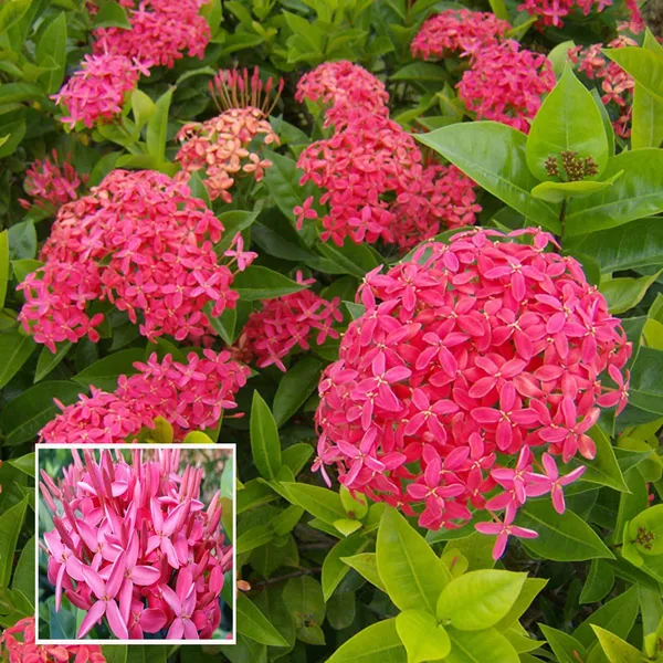 Pink_Colour_Ixora_Rukmini_Rangan_Flower_Shrubs_Plant