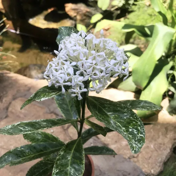 White_Colour_Ixora_Rukmini_Rangan_Flower_Shrubs_Plant