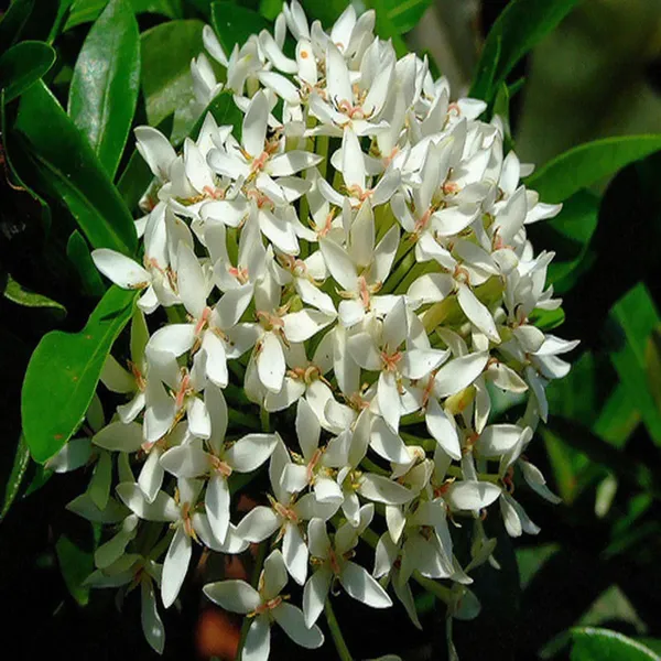 White_Colour_Ixora_Rukmini_Rangan_Flower_Shrubs_Plant