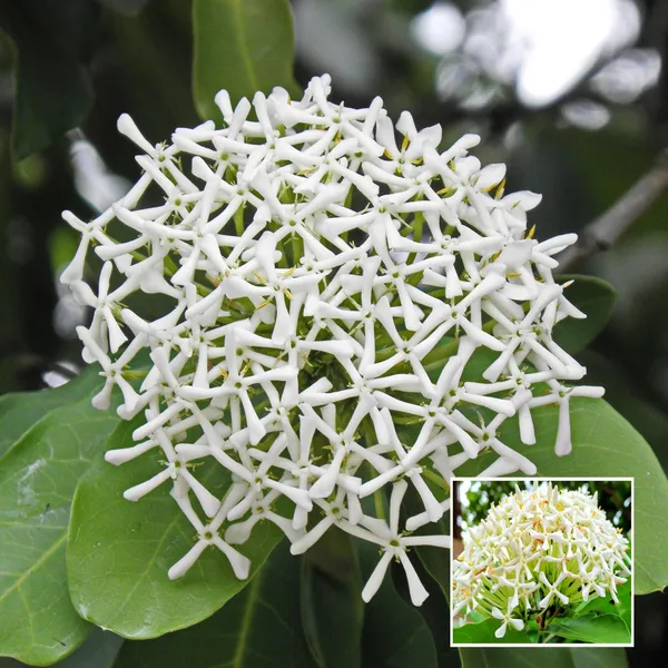 White_Colour_Ixora_Rukmini_Rangan_Flower_Shrubs_Plant