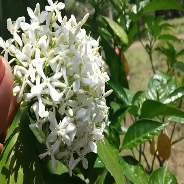White_Colour_Ixora_Rukmini_Rangan_Flower_Shrubs_Plant