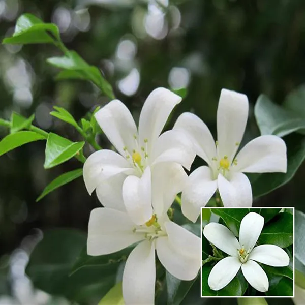 Madhu_Kamini_Satin_Wood_Kunti_Fragrant_Shrubs_Flower_Plant