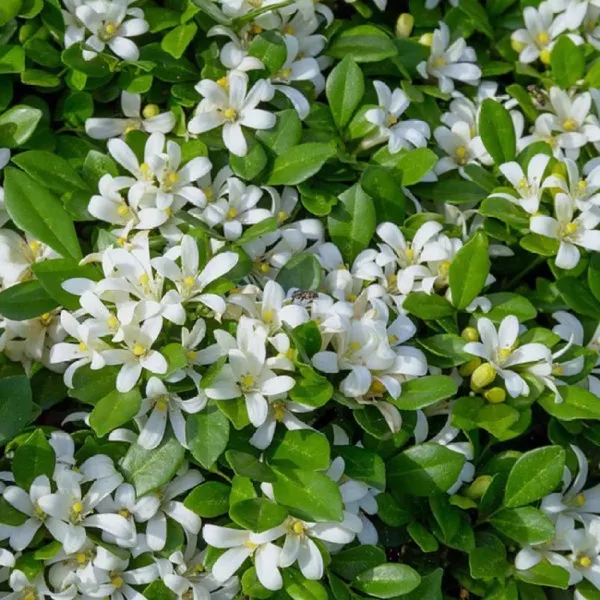 Madhu_Kamini_Satin_Wood_Kunti_Fragrant_Shrubs_Flower_Plant