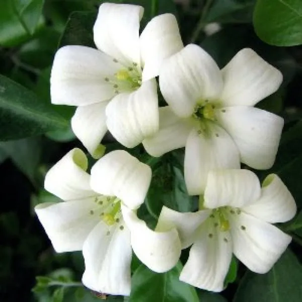 Madhu_Kamini_Satin_Wood_Kunti_Fragrant_Shrubs_Flower_Plant