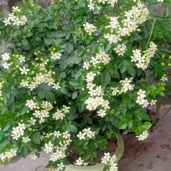 Madhu_Kamini_Satin_Wood_Kunti_Fragrant_Shrubs_Flower_Plant