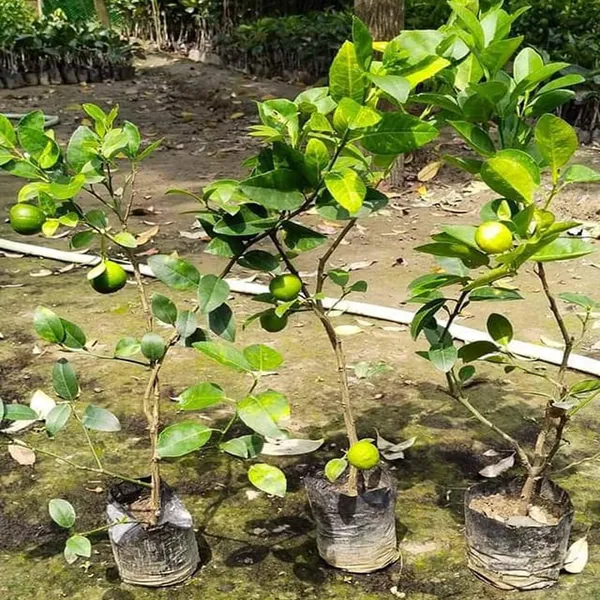 Kagzi_Lemon_All_Time_Lemon_Nimbu_Layering_Grafted_Fruit_Plant