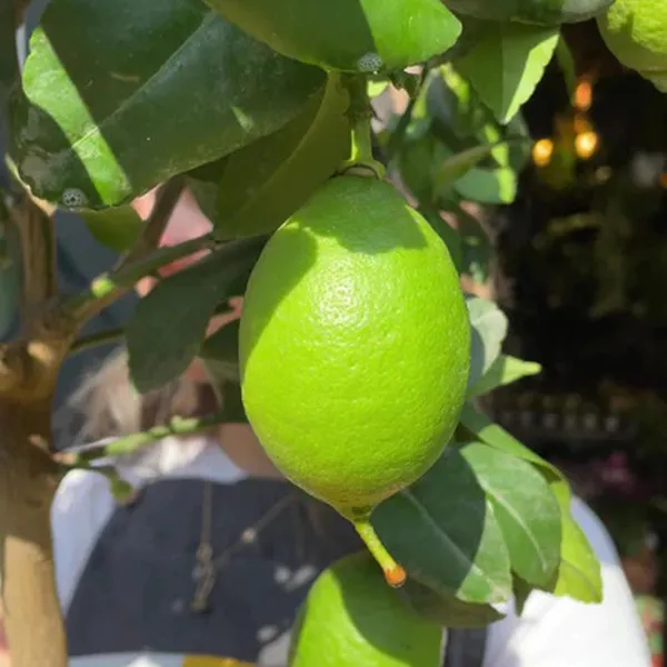 Kagzi_Lemon_All_Time_Lemon_Nimbu_Layering_Grafted_Fruit_Plant