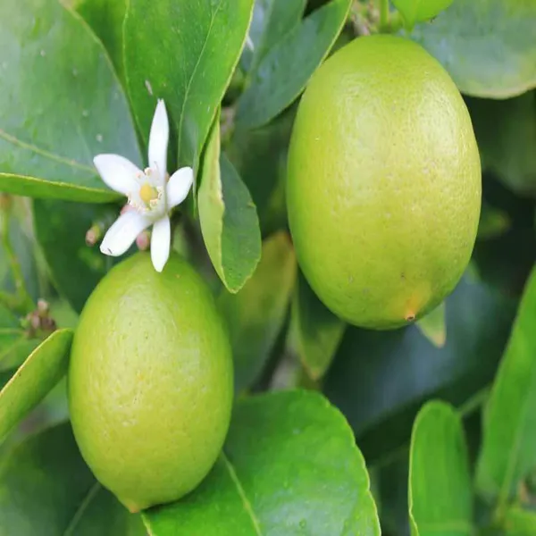 Kagzi_Lemon_All_Time_Lemon_Nimbu_Layering_Grafted_Fruit_Plant