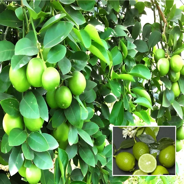 Kagzi_Lemon_All_Time_Lemon_Nimbu_Layering_Grafted_Fruit_Plant