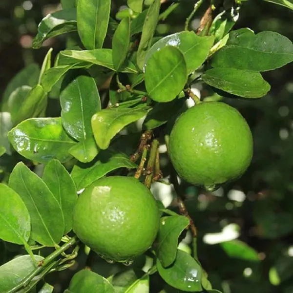 All_Time_Calcutta_Pati_Lemon_Nimbu_Layering_Grafted_Fruit_Plant