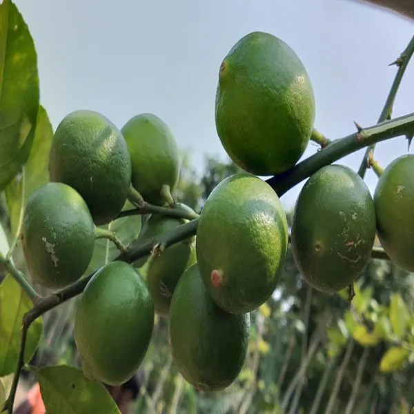 All_Time_Calcutta_Pati_Lemon_Nimbu_Layering_Grafted_Fruit_Plant