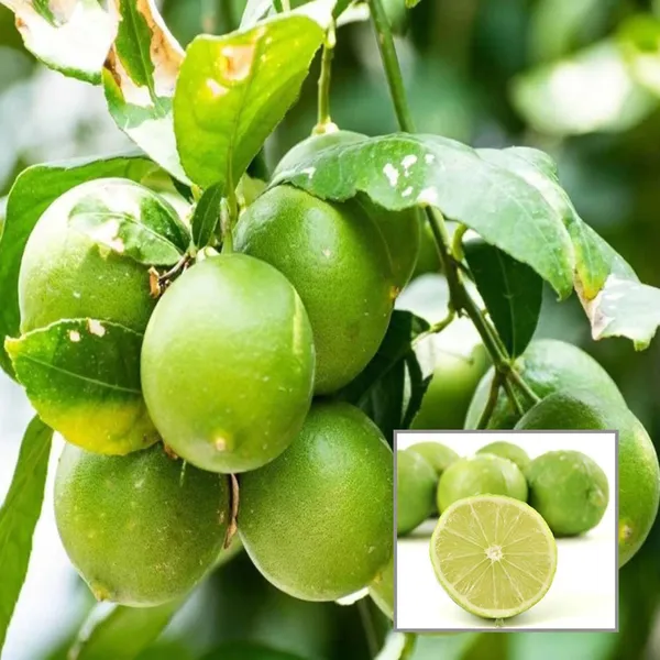 All_Time_Calcutta_Pati_Lemon_Nimbu_Layering_Grafted_Fruit_Plant