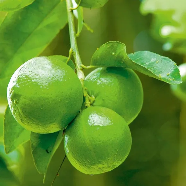 All_Time_Calcutta_Pati_Lemon_Nimbu_Layering_Grafted_Fruit_Plant