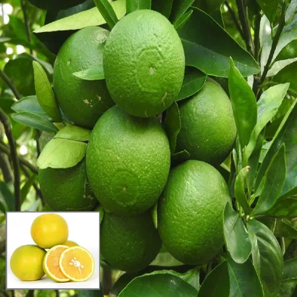 Bangladesh_Bari_1_Malta_Mosambi_Grafted_Fruit_Plant
