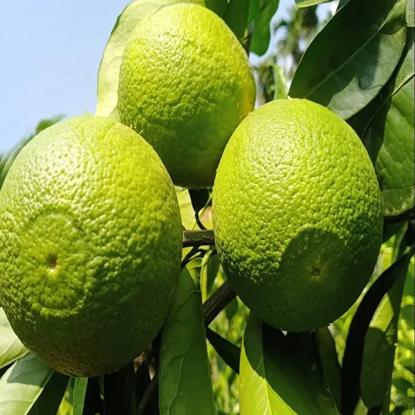 Bangladesh_Bari_1_Malta_Mosambi_Grafted_Fruit_Plant