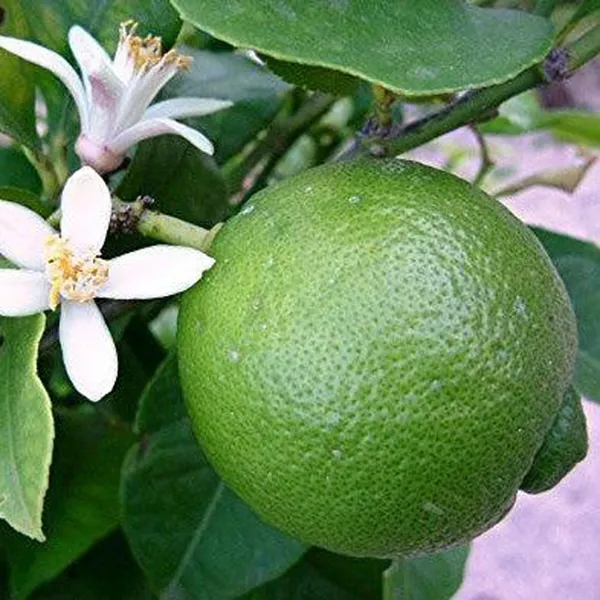 Bangladesh_Bari_1_Malta_Mosambi_Grafted_Fruit_Plant