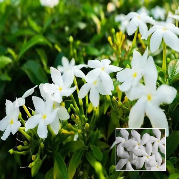 Mini_Tagar_Chandni_Crepe_Jasmine_Shrub_Flower_Plant