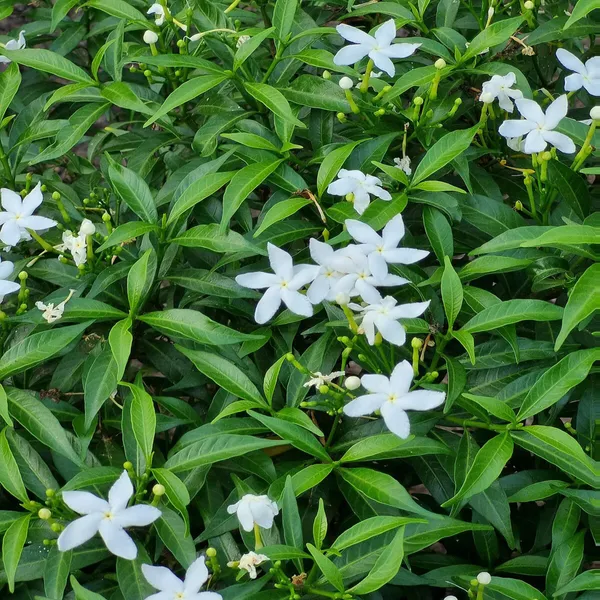 Mini_Tagar_Chandni_Crepe_Jasmine_Shrub_Flower_Plant