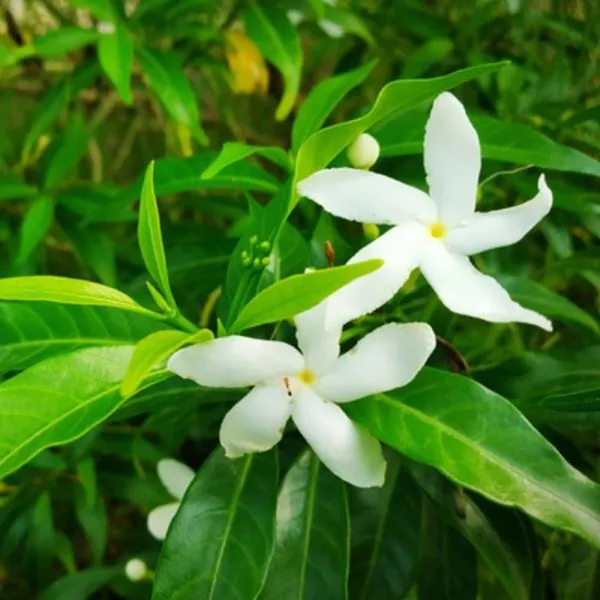 Mini_Tagar_Chandni_Crepe_Jasmine_Shrub_Flower_Plant