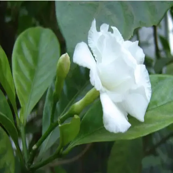 Double_Petal_Tagar_Chandni_Crepe_Jasmine_Shrubs_Flower_Plant
