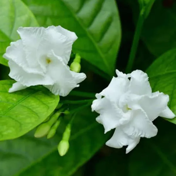 Double_Petal_Tagar_Chandni_Crepe_Jasmine_Shrubs_Flower_Plant