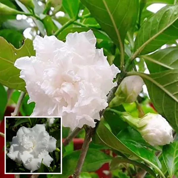 Double_Petal_Tagar_Chandni_Crepe_Jasmine_Shrubs_Flower_Plant