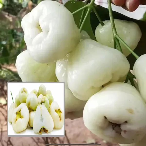 White_Wax_Apple_Water_Apple_Java_Apple_Jamrul_Chamba_Layering_Grafted_Fruit_Plant