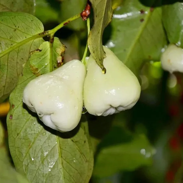 White_Wax_Apple_Water_Apple_Java_Apple_Jamrul_Chamba_Layering_Grafted_Fruit_Plant