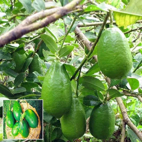 Nimbu_Gandharaj_Aroma_King_Lemon_Nimbu_Layering_Grafted_Fruit_Plant