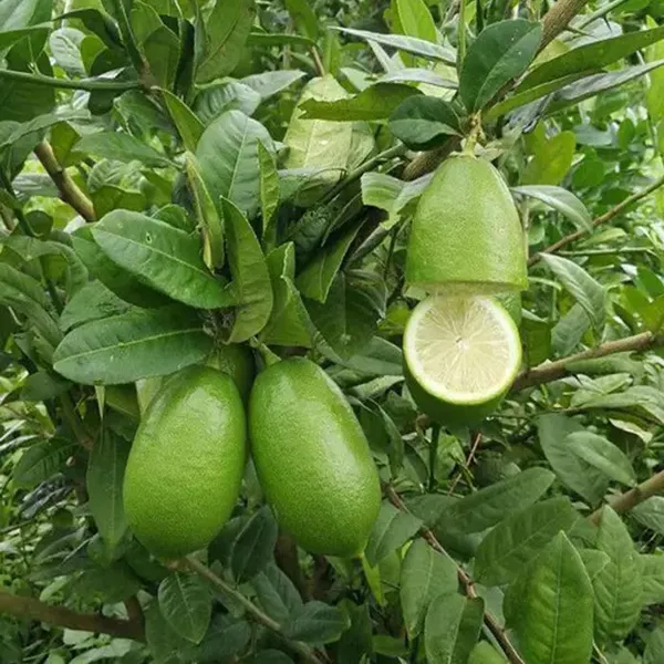 Nimbu_Gandharaj_Aroma_King_Lemon_Nimbu_Layering_Grafted_Fruit_Plant